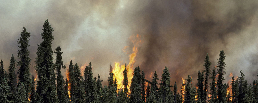 (4)森林火灾产生的烟雾.